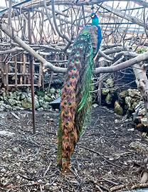 Pavone maschio e Nandù maschio