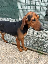 Segugio italiano 2 anni