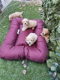 Maltipoo cuccioli