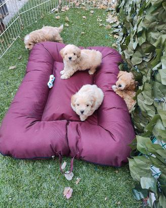Maltipoo cuccioli