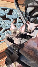 Cucciola Sphynx con pedigree