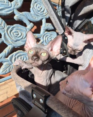Cucciola Sphynx con pedigree