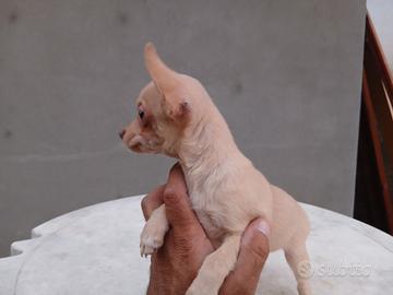 Chihuahua maschio