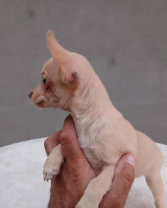 Chihuahua maschio