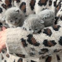 Scottish fold & Scottish straight