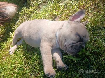 Bulldog cuccioli