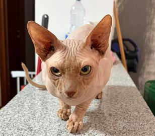 Maschio Sphynx 1 anno