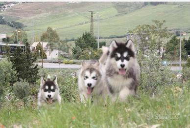 Alaskan malamute cuccioli
