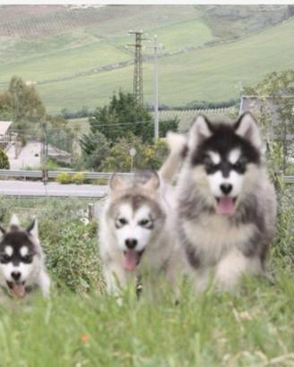 Alaskan malamute cuccioli