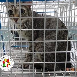 ATHENA che occhioni grandi