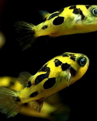 PESCI PALLA tetraodon travancoricus