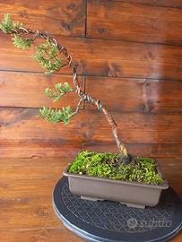 Bonsai di ginepro. Visita il profilo.