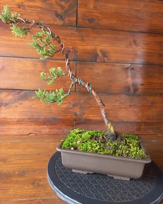 Bonsai di ginepro. Visita il profilo.