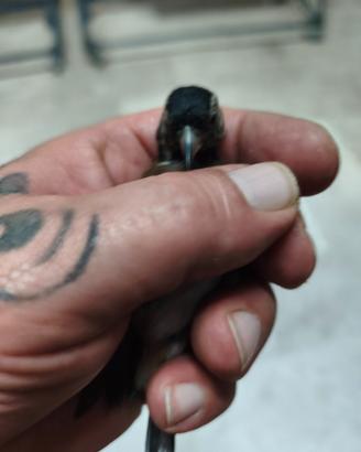 Cardellino nero