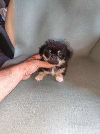 chihuahua Toy femmina PL