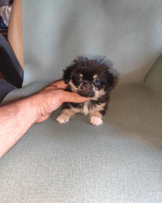 chihuahua Toy femmina PL