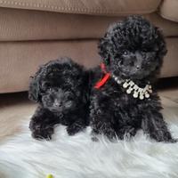 Barboncino nero toy nano