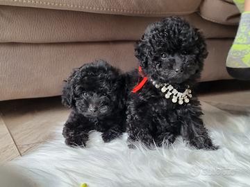 Barboncino nero toy nano