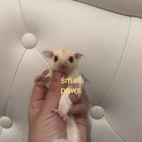 Petauri dello Zucchero