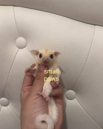 Petauri dello Zucchero