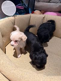 Maltipoo cuccioli