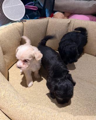 Maltipoo cuccioli