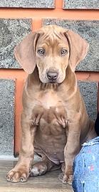 Rhodesian Ridgeback