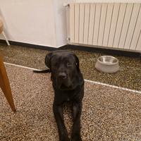 Info cane dogo canario