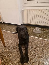 Info cane dogo canario