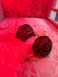 Tartaruga pardalis