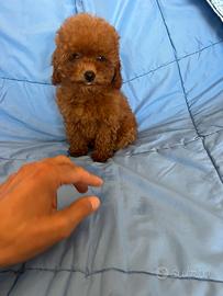 Barboncino Toy Femminuccia Red