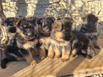 Cuccioli pastore tedesco