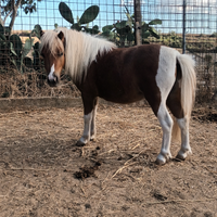 Pony Shetland 100%