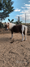 Pony Shetland 100%
