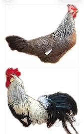 Gallina e galletto livornese collo argento