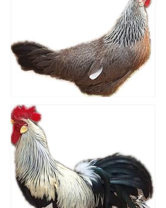 Gallina e galletto livornese collo argento