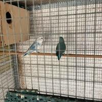 Pappagalli inseparabili