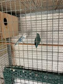 Pappagalli inseparabili