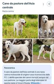 Cuccioli Cane da Pastore dell'Asia Centrale