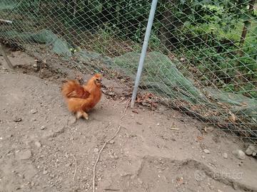 Moroseta rosso fulvo nano