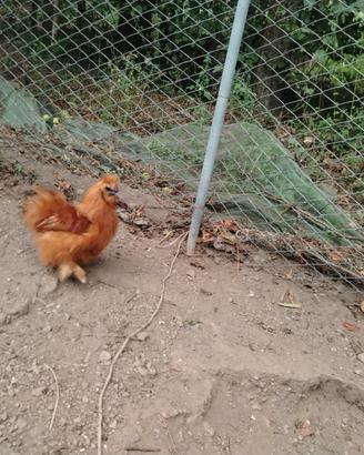 Moroseta rosso fulvo nano