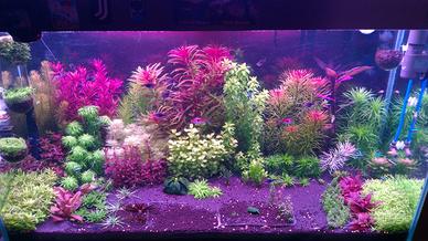 Piante per acquario