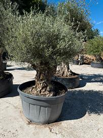 Ulivo bonsai