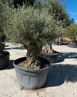 Ulivo bonsai