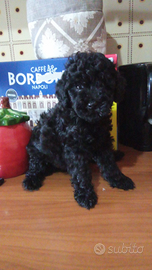 Barboncino mini toy nero