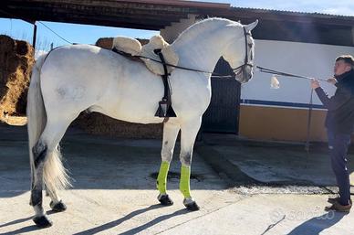 Cavallo Andaluso