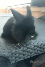 Coccolosi cuccioli di conigli nano