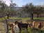 Immagine 6