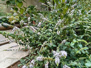 Menta, piante da sradicare