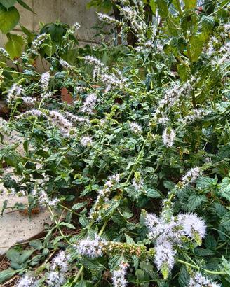 Menta, piante da sradicare